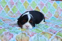 Tri Color Male, a male Cavalier King Charles Spaniel for sale in Berryville, AR – 3 of 8