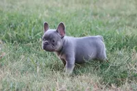 Lilac & tan male b, a male French Bulldog for sale in Berryville, AR – 9 of 9