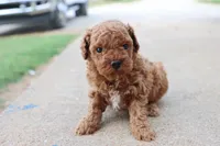 Steve, a male Poodle - Toy  for sale in Berryville, AR – 7 of 9