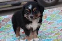 Sandy BTF, a female Miniature Australian Shepherd for sale in Berryville, AR – Photo 1 of 8