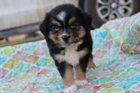 Sandy BTF, a female Miniature Australian Shepherd for sale in Berryville, AR – Photo 3 of 8