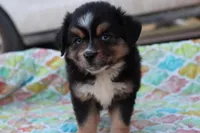 Sandy BTF, a female Miniature Australian Shepherd for sale in Berryville, AR – Photo 2 of 8