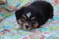Sandy BTF, a female Miniature Australian Shepherd for sale in Berryville, AR – Photo 8 of 8