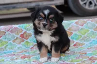 Sandy BTF, a female Miniature Australian Shepherd for sale in Berryville, AR – Photo 6 of 8