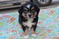 Sandy BTF, a female Miniature Australian Shepherd for sale in Berryville, AR – Photo 7 of 8