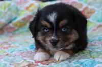 Sandy BTF, a female Miniature Australian Shepherd for sale in Berryville, AR – Photo 5 of 8