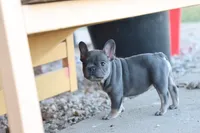 Blue & tan female , a male French Bulldog for sale in Berryville, AR – 10 of 10