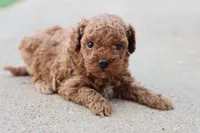 Steve, a male Poodle - Toy  for sale in Berryville, AR – 3 of 9