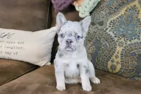 Stacy, a female French Bulldog for sale in Berryville, AR – 6 of 8