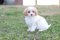 Patty 4 female, a female Poodle - Toy  for sale in Berryville, AR – Photo 3 of 6