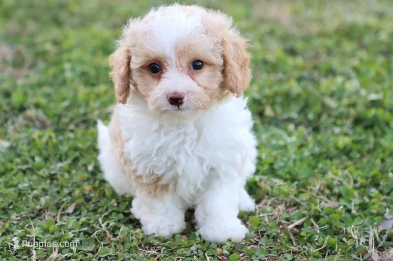 Patty 4 female – Poodle - Toy  puppy for sale in Berryville, AR