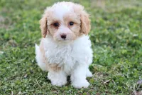 Patty 4 female, a female Poodle - Toy  for sale in Berryville, AR – Photo 1 of 6