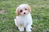 Patty 4 female, a female Poodle - Toy  for sale in Berryville, AR – Photo 5 of 6