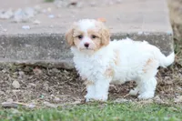 Patty 4 female, a female Poodle - Toy  for sale in Berryville, AR – Photo 2 of 6