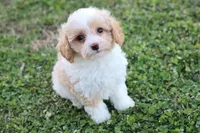 Patty 4 female, a female Poodle - Toy  for sale in Berryville, AR – Photo 6 of 6