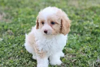 Patty 4 female, a female Poodle - Toy  for sale in Berryville, AR – Photo 4 of 6