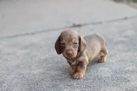 Sally short hair chocolate & tan, a female Miniature Dachshund for sale in Berryville, AR – 7 of 7