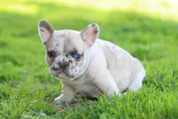 Ned merle, a male French Bulldog for sale in Berryville, AR – Photo 7 of 8
