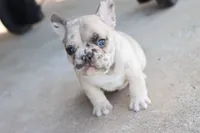 Ned merle, a male French Bulldog for sale in Berryville, AR – Photo 3 of 8