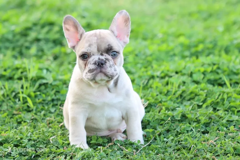 Ned merle – French Bulldog puppy for sale in Berryville, AR