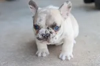 Ned merle, a male French Bulldog for sale in Berryville, AR – Photo 5 of 8