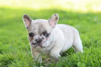 Ned merle, a male French Bulldog for sale in Berryville, AR – Photo 6 of 8