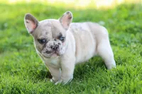 Ned merle, a male French Bulldog for sale in Berryville, AR – Photo 1 of 8