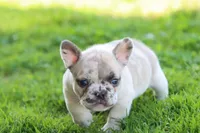 Ned merle, a male French Bulldog for sale in Berryville, AR – Photo 2 of 8