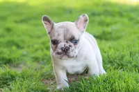 Ned merle, a male French Bulldog for sale in Berryville, AR – Photo 8 of 8