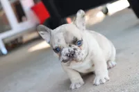 Ned merle, a male French Bulldog for sale in Berryville, AR – Photo 4 of 8