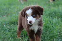 Clem red Tri , a male Miniature Australian Shepherd for sale in Berryville, AR – 7 of 8
