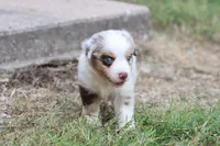 Clementine red merle, a female Miniature Australian Shepherd for sale in Berryville, AR – 4 of 8