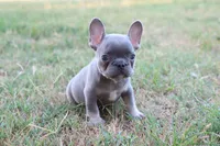 Lilac & tan female , a female French Bulldog for sale in Berryville, AR – 7 of 8