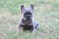 Blue & tan male, a male French Bulldog for sale in Berryville, AR – 4 of 5