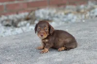 Sally long hair chocolate & tan , a female Miniature Dachshund for sale in Berryville, AR – 2 of 8