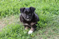 Clementine BT 1 blue eye , a female Miniature Australian Shepherd for sale in Berryville, AR – 8 of 9