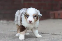Clementine red merle, a female Miniature Australian Shepherd for sale in Berryville, AR – 7 of 8