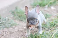 Lilac & tan female , a female French Bulldog for sale in Berryville, AR – 2 of 8