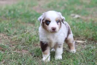 Clementine red merle, a female Miniature Australian Shepherd for sale in Berryville, AR – 5 of 8