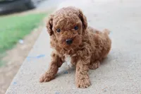 Steve, a male Poodle - Toy  for sale in Berryville, AR – 6 of 9