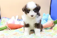 Abby RTF2, a female Miniature Australian Shepherd for sale in Berryville, AR – Photo 5 of 8