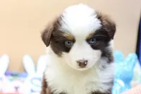 Abby RTF2, a female Miniature Australian Shepherd for sale in Berryville, AR – Photo 3 of 8