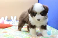 Abby RTF2, a female Miniature Australian Shepherd for sale in Berryville, AR – Photo 2 of 8