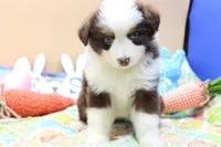 Abby RTF2, a female Miniature Australian Shepherd for sale in Berryville, AR – Photo 6 of 8