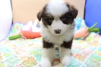 Abby RTF2, a female Miniature Australian Shepherd for sale in Berryville, AR – Photo 4 of 8