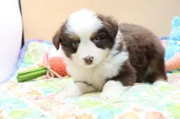 Abby RTF2, a female Miniature Australian Shepherd for sale in Berryville, AR – Photo 8 of 8