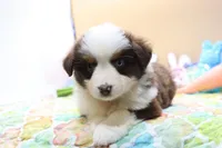 Abby RTF2, a female Miniature Australian Shepherd for sale in Berryville, AR – Photo 7 of 8