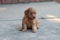 Petunia , a female Poodle - Toy  for sale in Berryville, AR – 4 of 6