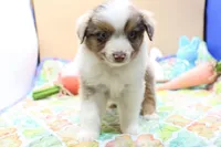 Abe RMM, a female Miniature Australian Shepherd for sale in Berryville, AR – Photo 3 of 6