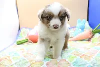 Abe RMM, a female Miniature Australian Shepherd for sale in Berryville, AR – Photo 4 of 6